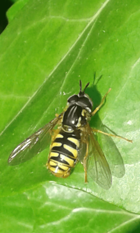 Syrphidae : Chrysotoxum cautum?